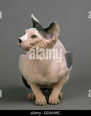 Sphynx Katze, Erwachsene alte graue Hintergrund Stockfoto