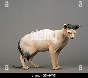 SPHYNX KATZE, KATZENRASSE OHNE HAARE, MÄNNLICHE VOR GRAUEM HINTERGRUND Stockfoto