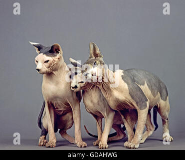 SPHYNX KATZE, KATZENRASSE OHNE HAARE GRUPPE VOR GRAUEM HINTERGRUND Stockfoto