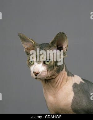 SPHYNX KATZE, KATZENRASSE OHNE HAARE, PORTRÄT VON ERWACHSENEN Stockfoto