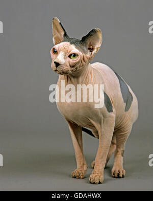 Sphynx Domestic Cat, haarlose Katze Erwachsenen vor grauem Hintergrund Stockfoto