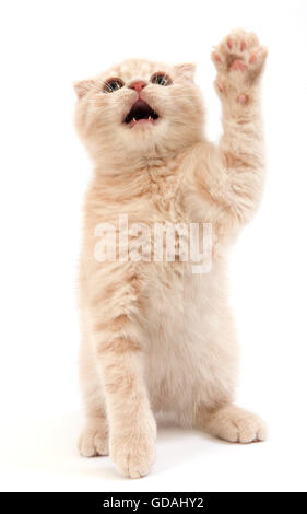 Scottish Fold Hauskatze, 2 Monate alte Kätzchen spielen gegen weißer Hintergrund-Creme Stockfoto