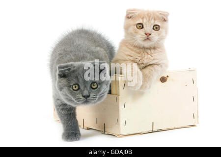 2 Monate alt Scottish Fold creme und Blau Kätzchen, PAAR SPIELEN IN DEN WARENKORB Stockfoto
