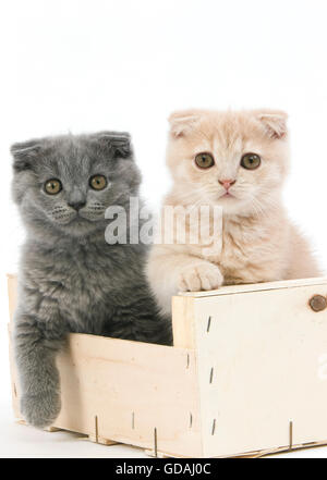 Scottish Fold und blauer Scottish Fold Hauskatze, 2 Monate alte Kätzchen spielen in Crateful weißen Hintergrund-Creme Stockfoto