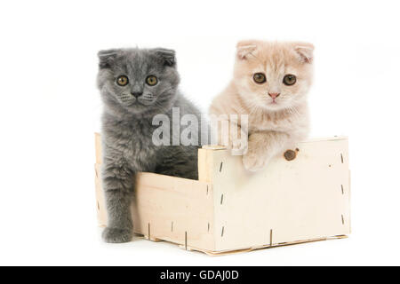 Blauer Scottish Fold und Creme Scottish Fold Hauskatze, 2 Monate alte Kätzchen spielen in Crateful Hintergrund weiß Stockfoto