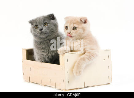 Scottish Fold und blauer Scottish Fold Hauskatze, 2 Monate alte Kätzchen spielen in Crateful weißen Hintergrund-Creme Stockfoto