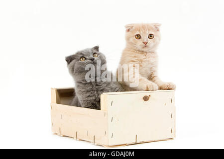 CREME UND BLAU SCOTTISH FOLD KATZE, 2 MONATE ALTE KÄTZCHEN SPIELEN IN EINER KISTE Stockfoto