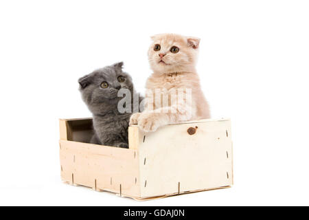 CREME UND BLAU SCOTTISH FOLD KATZE, 2 MONATE ALTE KÄTZCHEN SPIELEN IN EINER KISTE Stockfoto