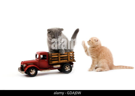 Blauer Scottish Fold und Creme Scottish Fold Hauskatze, 2 Monate altes Kätzchen spielen mit einem LKW vor weißem Hintergrund Stockfoto