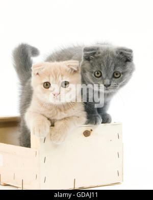 Blauer Scottish Fold und Creme Scottish Fold Hauskatze, 2 Monate alte Kätzchen spielen in Crateful Hintergrund weiß Stockfoto