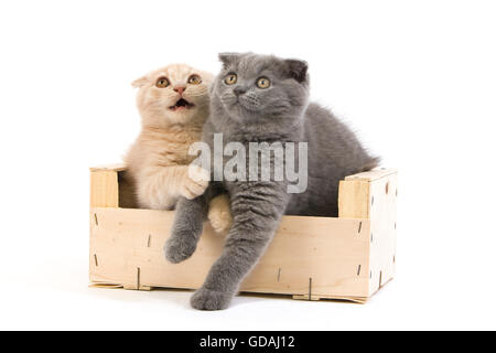 CREME UND BLAU SCOTTISH FOLD KATZE, 2 MONATE ALTE KÄTZCHEN SPIELEN IN EINER KISTE Stockfoto