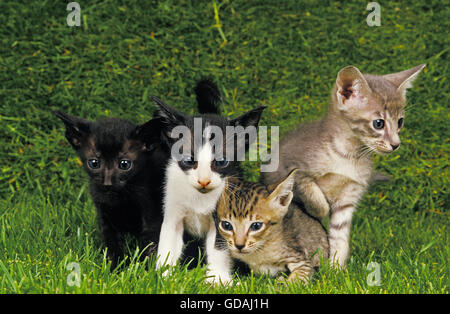 Orientalische Katze, Kätzchen Stockfoto