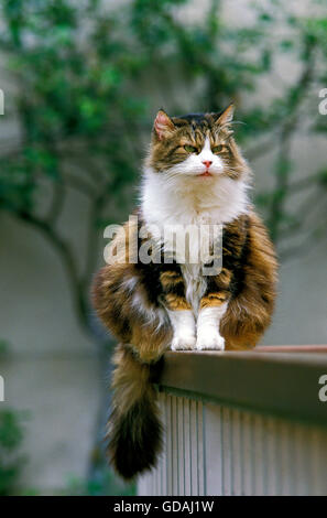 Angorakatze sitzend Stockfoto