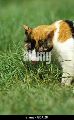 Hauskatze Essen Grass Stockfoto