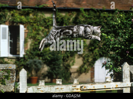 Silber Tabby Hauskatze, Erwachsene springen Stockfoto