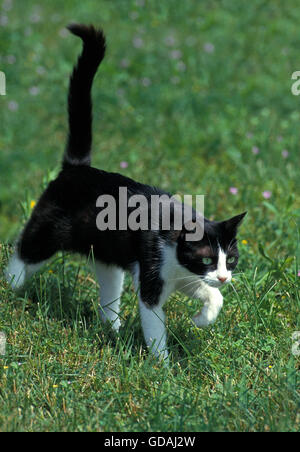 Schwarze und weiße Hauskatze, Erwachsenen zu Fuß auf dem Rasen Stockfoto