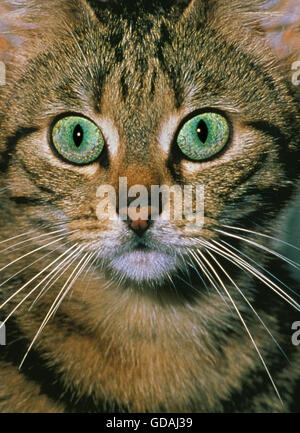 Braun Tabby Hauskatze, Porträt von Erwachsenen mit grünen Augen Stockfoto