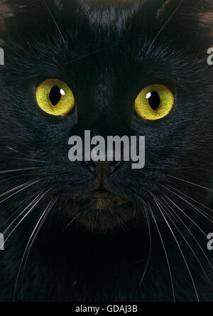 Schwarze Hauskatze, in der Nähe von Portrait Stockfoto