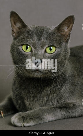 Porträt von Korat Domestic Cat Stockfoto