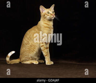 Red Oriental Hauskatze sitzt vor schwarzen Hintergrund Stockfoto