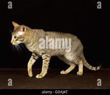 Orientalische braun Tabby Hauskatze auf schwarzem Hintergrund Stockfoto