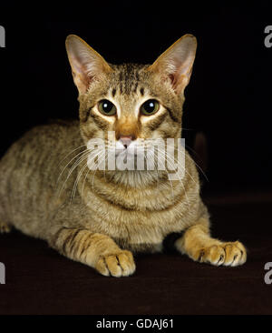 Braun Tabby orientalische Hauskatze auf schwarzem Hintergrund Stockfoto