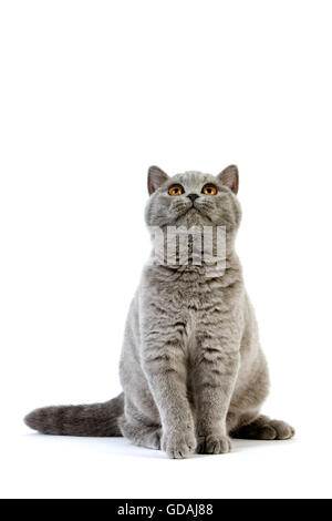 British Kurzhaar-Hauskatze, Weiblich sitzend vor weißen Hintergrund blau Stockfoto