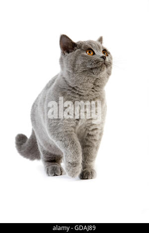 BLAUE BRITISCH KURZHAARKATZE, WEIBLICH, VOR WEIßEM HINTERGRUND Stockfoto