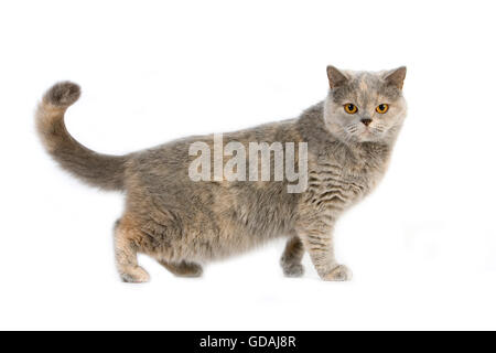 Blau Creme Britisch Kurzhaar-Hauskatze, weiblich vor weißem Hintergrund Stockfoto