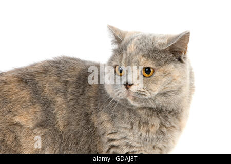 Blau Creme Britisch Kurzhaar-Hauskatze, weiblich vor weißem Hintergrund Stockfoto
