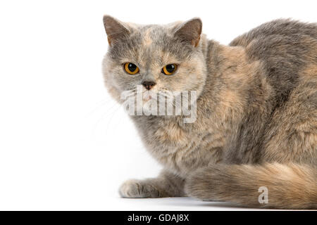 Blau Creme Britisch Kurzhaar-Hauskatze, weiblich vor weißem Hintergrund Stockfoto