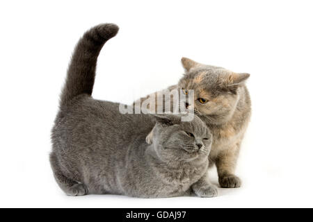 BLAU CREME BRITISCH KURZHAARKATZE UND BLAU BRITISCH KURZHAAR, DOMINANZ UND UNTERWERFUNG Stockfoto
