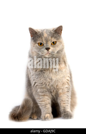 BLAU CREME BRITISCH KURZHAARKATZE, ERWACHSENE WEIBLICHE VOR WEIßEM HINTERGRUND Stockfoto