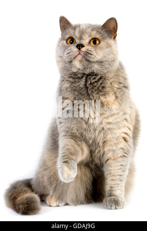 BLAU CREME BRITISCH KURZHAARKATZE, ERWACHSENE WEIBLICHE VOR WEIßEM HINTERGRUND Stockfoto