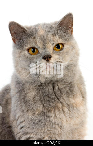 Blau Creme Britisch Kurzhaar-Hauskatze, weiblich vor weißem Hintergrund Stockfoto