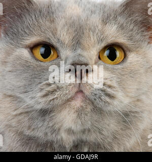 Blau Creme Britisch Kurzhaar-Hauskatze, Portrait Frau Stockfoto