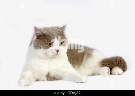 Lila und weiß Britisch Kurzhaar-Hauskatze, Männlich vor weißem Hintergrund Stockfoto
