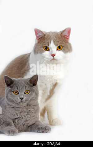 Männliche lila und weiß Britisch Kurzhaar mit blauen Britisch Kurzhaar Katze Hauskatze, vor weißem Hintergrund Stockfoto