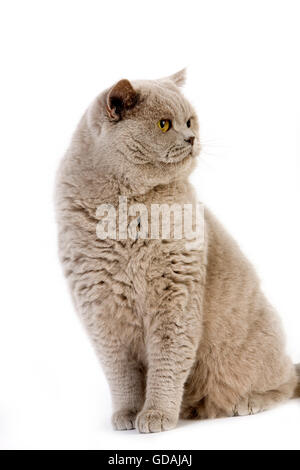 Lila Creme Britisch Kurzhaar-Hauskatze, Männlich vor weißem Hintergrund Stockfoto