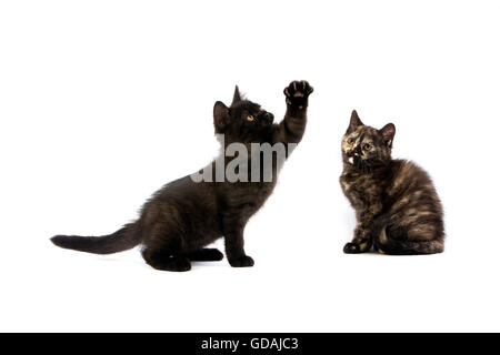 Schwarze britische Kurzhaar und schwarz Schildpatt Britisch Kurzhaar Hauskatze, Kätzchen vor weißem Hintergrund Stockfoto