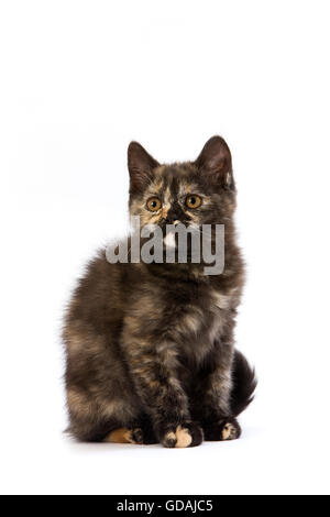 Schwarz Schildpatt Britisch Kurzhaarkatze, Kätzchen vor weißem Hintergrund Stockfoto