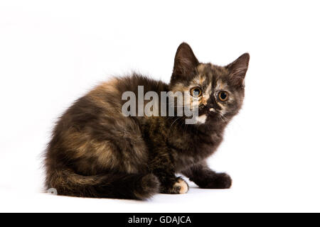 Schwarz Schildpatt britische Hauskatze, 2 Monate altes Kätzchen Stockfoto