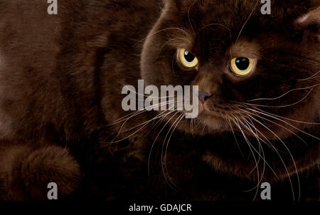 Schokolade Britisch Kurzhaar-Hauskatze, Männlich Stockfoto