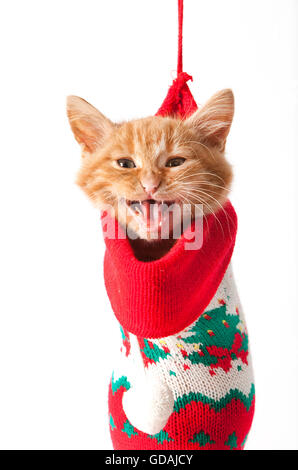 Rot Tabby Katze, Kätzchen miauen in Weihnachtssocke Stockfoto