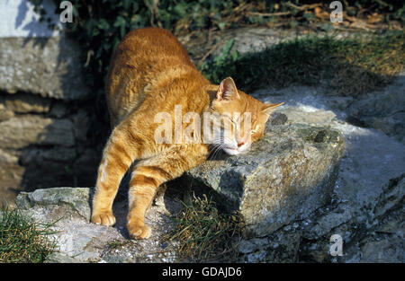ROT TABBY KATZE, ERWACHSENEN REIBEN GEGEN STEIN Stockfoto