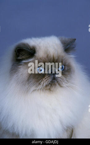 Himalayan Domestic Cat, Porträt von Erwachsenen Stockfoto