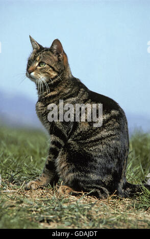 HAUSKATZE, ERWACHSENEN SITZEN AUF RASEN Stockfoto