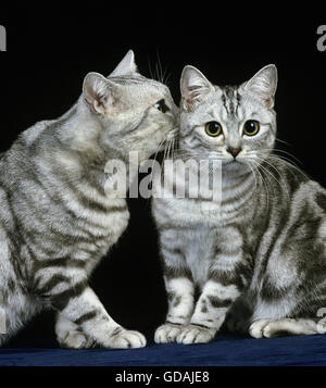Silber Tabby Hauskatze auf schwarzem Hintergrund Stockfoto