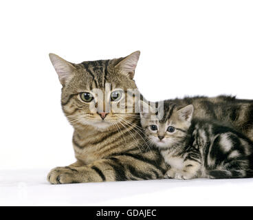 EUROPÄISCHEN BRAUN TABBY HAUSKATZE, MUTTER MIT KÄTZCHEN Stockfoto