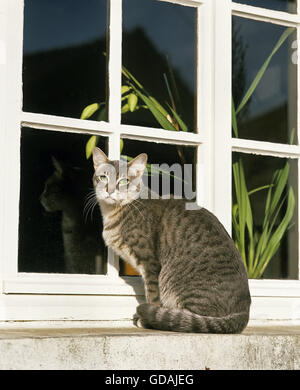 Silber Tabby Katze am Fenster Stockfoto